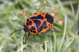 Attēlu rezultāti vaicājumam “Eurydema dominulus imago”