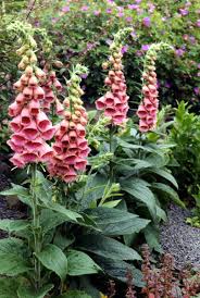 Image result for Digitalis grandiflora