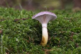 Attēlu rezultāti vaicājumam “Gomphidius glutinosus”