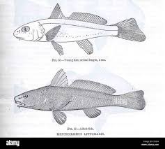 Image result for Menticirrhus littoralis