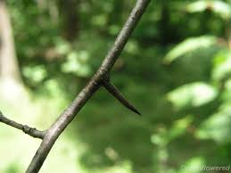 Attēlu rezultāti vaicājumam “Crataegus x macrocarpa fruit”