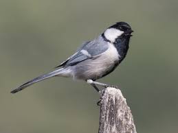 Attēlu rezultāti vaicājumam “Parus major male”