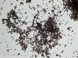 Attēlu rezultāti vaicājumam “Lamproderma pseudomaculatum spores”
