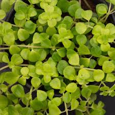 Attēlu rezultāti vaicājumam “Depressaria olerella”