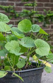 Attēlu rezultāti vaicājumam “Alcea rosea leaf”