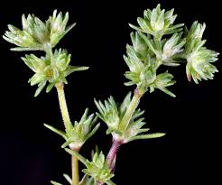 Attēlu rezultāti vaicājumam “Scleranthus annuus flower”