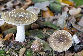 Attēlu rezultāti vaicājumam “Amanita pantherina”