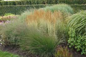 Attēlu rezultāti vaicājumam “Calamagrostis canescens leaf”