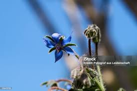 Attēlu rezultāti vaicājumam “Borago officinalis bud”
