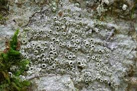 Attēlu rezultāti vaicājumam “Thelotrema lepadinum”