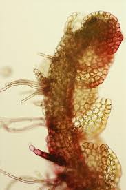 Attēlu rezultāti vaicājumam “Nardia geoscyphus”