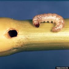 Attēlu rezultāti vaicājumam “Ostrinia nubilalis”