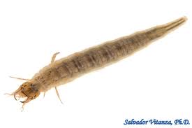 Attēlu rezultāti vaicājumam “Therevidae larva”