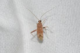 Attēlu rezultāti vaicājumam “Phytocoris tiliae imago”