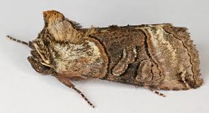 Attēlu rezultāti vaicājumam “Abrostola tripartita”