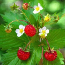 Attēlu rezultāti vaicājumam “Fragaria vesca fruit”
