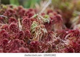 Attēlu rezultāti vaicājumam “Sphagnum capillifolium”