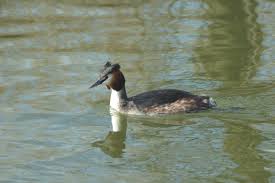 Attēlu rezultāti vaicājumam “Podiceps cristatus”