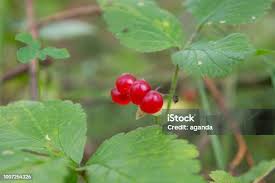 Attēlu rezultāti vaicājumam “Rubus saxatilis fruit”