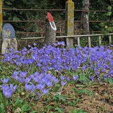 Attēlu rezultāti vaicājumam “Crocus speciosus”