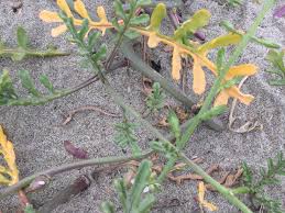 Attēlu rezultāti vaicājumam “Cakile maritima subsp. baltica leaf”