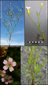 Attēlu rezultāti vaicājumam “Gypsophila muralis”