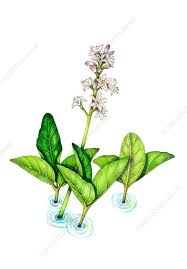 Attēlu rezultāti vaicājumam “Menyanthes trifoliata flower”