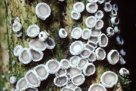 Attēlu rezultāti vaicājumam “Lachnella alboviolascens”