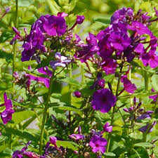 Attēlu rezultāti vaicājumam “Phlox paniculata”