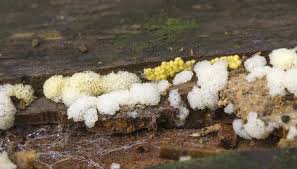 Attēlu rezultāti vaicājumam “Ceratiomyxa porioides spores”