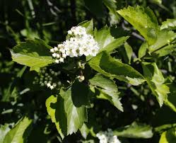 Attēlu rezultāti vaicājumam “Crataegus chlorosarca”