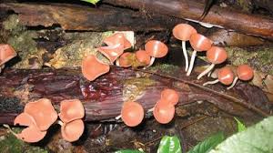 Attēlu rezultāti vaicājumam “Gyromitra”