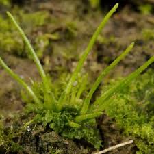 Attēlu rezultāti vaicājumam “Anthocerotopsida”