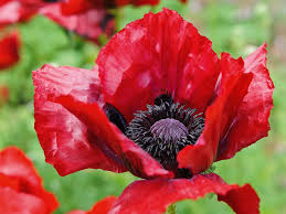 Attēlu rezultāti vaicājumam “Papaver”