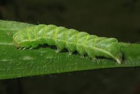 Attēlu rezultāti vaicājumam “Melanchra persicariae larva”