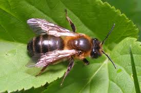 Attēlu rezultāti vaicājumam “Tenthredo campestris female”