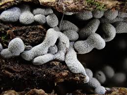 Attēlu rezultāti vaicājumam “Physarum cinereum”