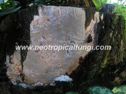 Attēlu rezultāti vaicājumam “Rigidoporus crocatus”