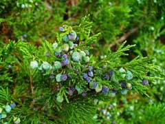 Attēlu rezultāti vaicājumam “Juniperus sabina”