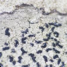 Attēlu rezultāti vaicājumam “Plectocarpon lichenum”