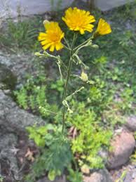 Attēlu rezultāti vaicājumam “Hieracium umbellatum flower”