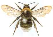 Attēlu rezultāti vaicājumam “Psithyrus sylvestris”