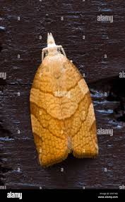 Attēlu rezultāti vaicājumam “Pandemis corylana”