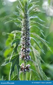 Attēlu rezultāti vaicājumam “Leonurus quinquelobatus”