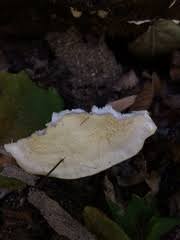 Attēlu rezultāti vaicājumam “Aurantiporus fissilis”