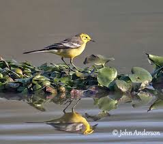 Attēlu rezultāti vaicājumam “Motacilla citreola male”