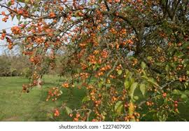 Attēlu rezultāti vaicājumam “Malus x zumi fruit”
