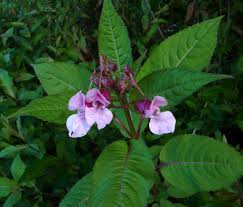Image result for Impatiens glandulifera