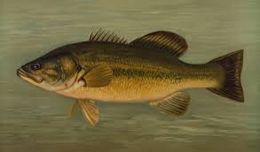 Image result for Micropterus salmoides