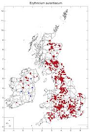 Attēlu rezultāti vaicājumam “Erythricium aurantiacum”